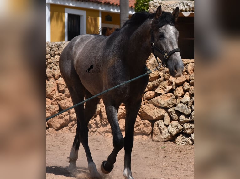 PRE Hengst 3 Jaar 163 cm Schimmel in Menorca