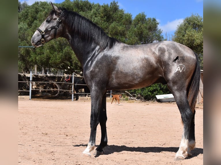 PRE Hengst 3 Jaar 163 cm Schimmel in Menorca