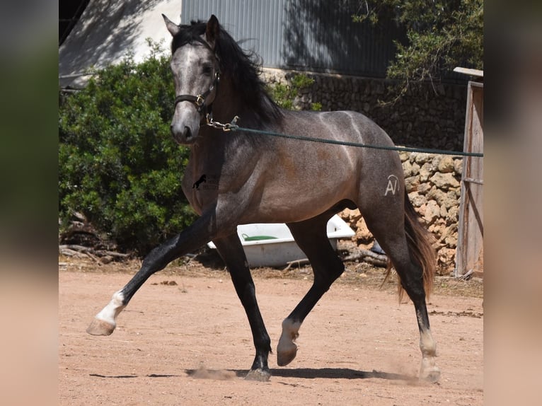 PRE Hengst 3 Jaar 163 cm Schimmel in Menorca