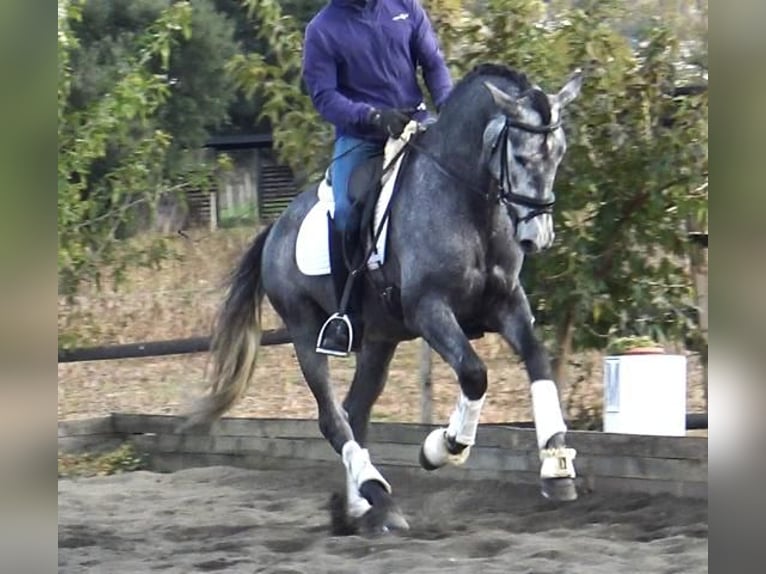 PRE Mix Hengst 3 Jaar 163 cm Schimmel in Barcelona