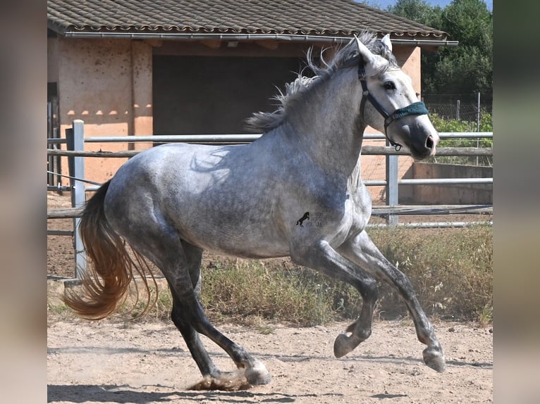 PRE Mix Hengst 3 Jaar 163 cm Schimmel in Mallorca