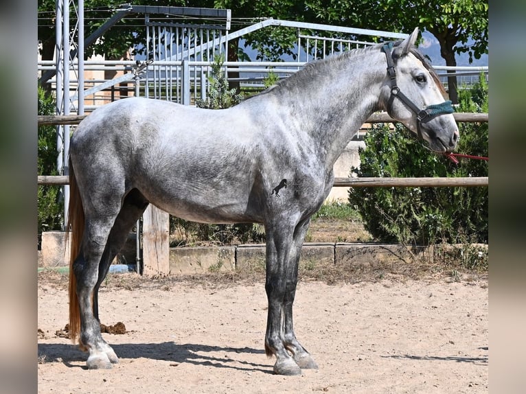 PRE Mix Hengst 3 Jaar 163 cm Schimmel in Mallorca