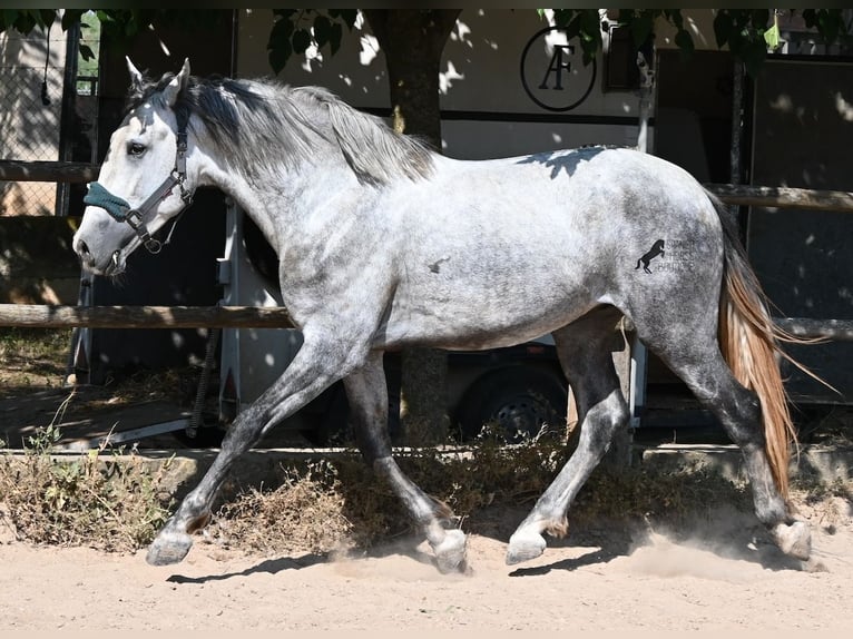 PRE Mix Hengst 3 Jaar 163 cm Schimmel in Mallorca