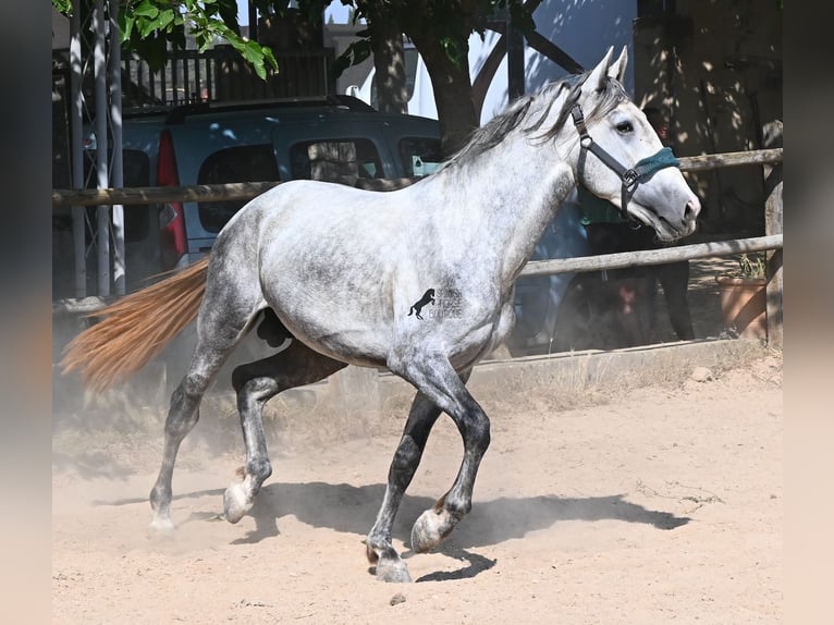 PRE Mix Hengst 3 Jaar 163 cm Schimmel in Mallorca