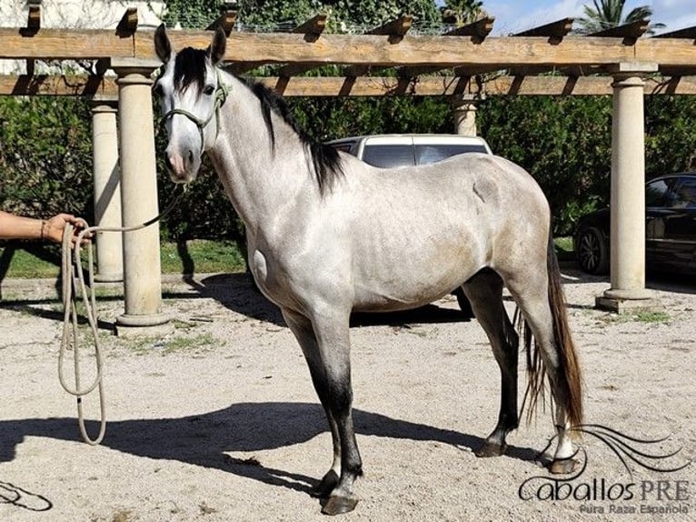 PRE Hengst 3 Jaar 163 cm Schimmel in Palma de Mallorca