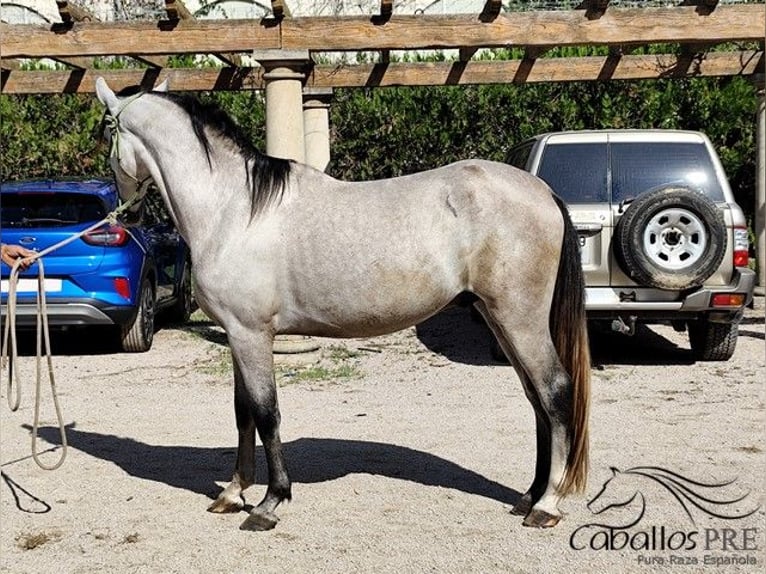 PRE Hengst 3 Jaar 163 cm Schimmel in Palma de Mallorca