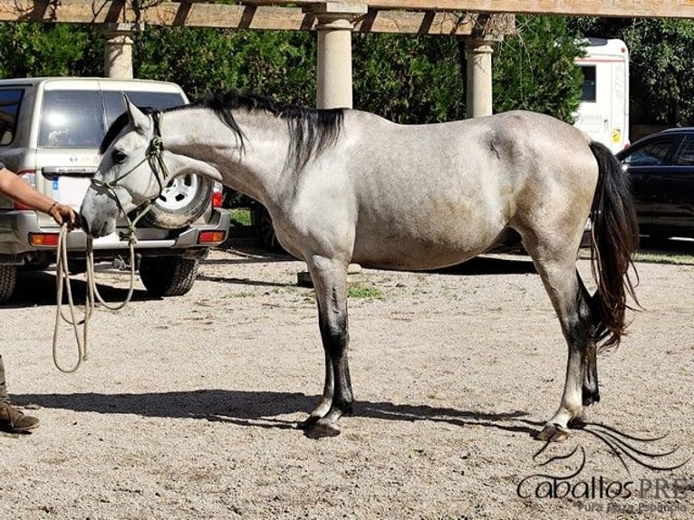 PRE Hengst 3 Jaar 163 cm Schimmel in Palma de Mallorca