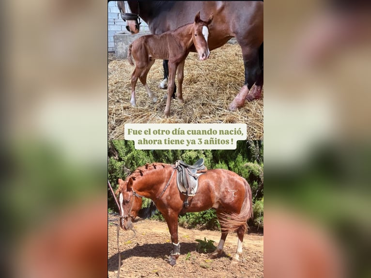 PRE Mix Hengst 3 Jaar 163 cm Vos in Sevilla