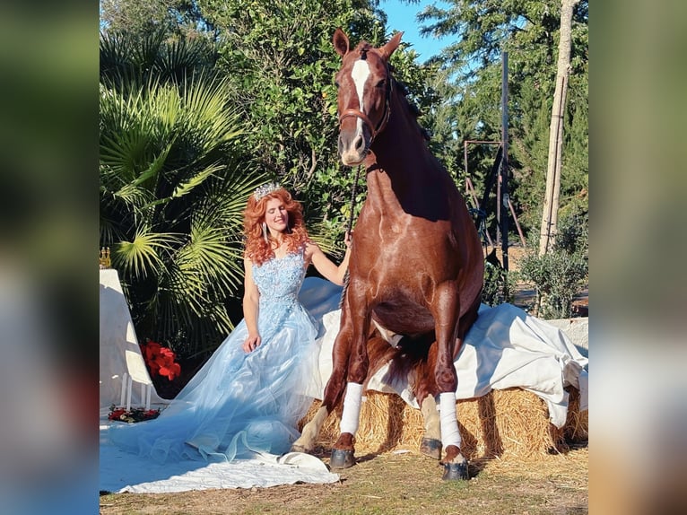 PRE Mix Hengst 3 Jaar 163 cm Vos in Sevilla