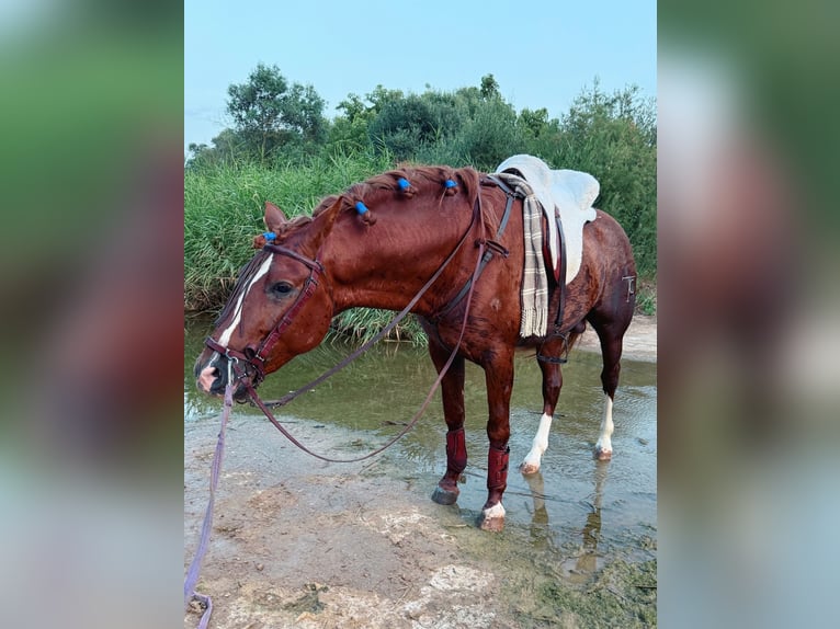 PRE Mix Hengst 3 Jaar 163 cm Vos in Sevilla