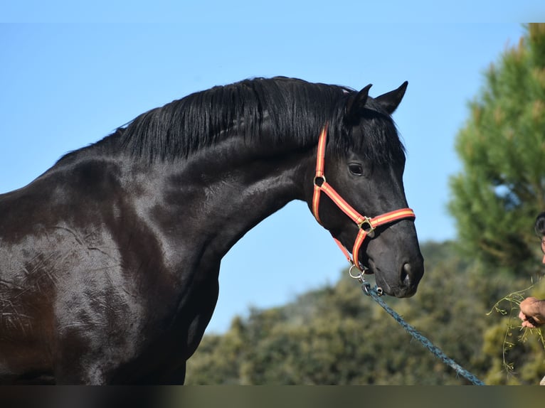 PRE Mix Hengst 3 Jaar 163 cm Zwart in El Real De La Jara