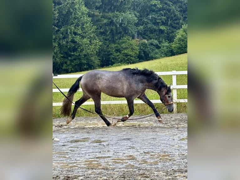 PRE Mix Hengst 3 Jaar 163 cm Zwartschimmel in Sigmarszell