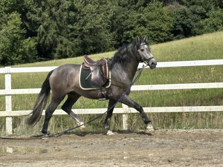 PRE Mix Hengst 3 Jaar 163 cm Zwartschimmel in Sigmarszell