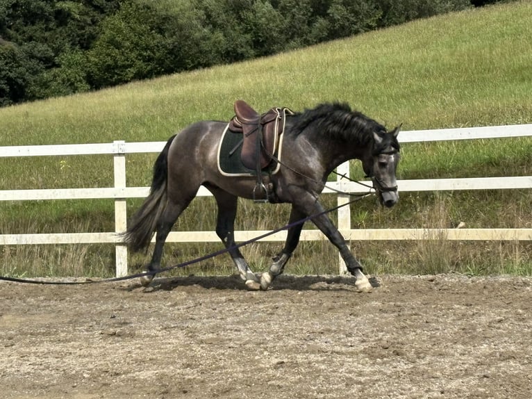 PRE Mix Hengst 3 Jaar 163 cm Zwartschimmel in Sigmarszell