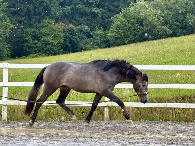 PRE Mix Hengst 3 Jaar 163 cm Zwartschimmel in Sigmarszell