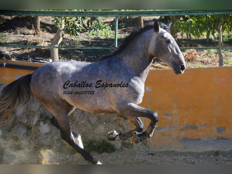 PRE Hengst 3 Jaar 164 cm Brown Falb schimmel in Vejer de la Frontera