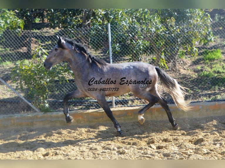 PRE Hengst 3 Jaar 164 cm Brown Falb schimmel in Vejer de la Frontera