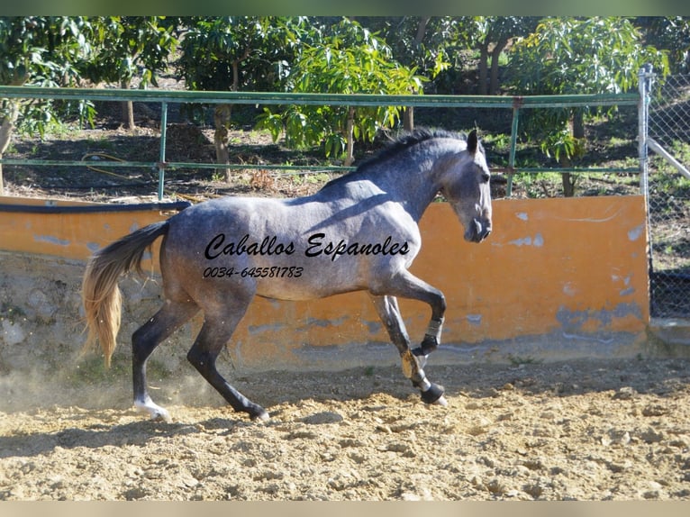 PRE Hengst 3 Jaar 164 cm Brown Falb schimmel in Vejer de la Frontera