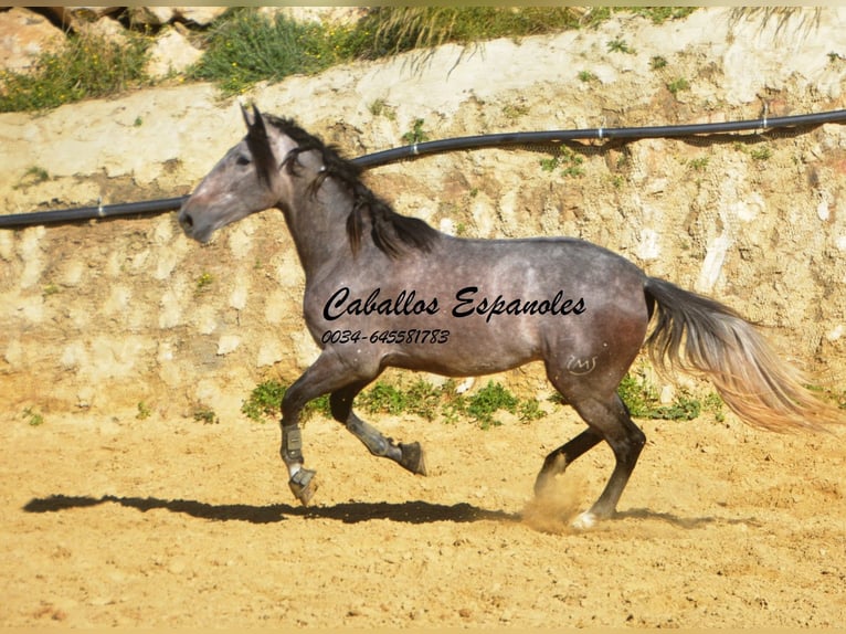 PRE Hengst 3 Jaar 164 cm Brown Falb schimmel in Vejer de la Frontera