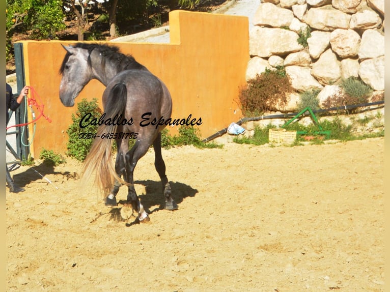 PRE Hengst 3 Jaar 164 cm Brown Falb schimmel in Vejer de la Frontera