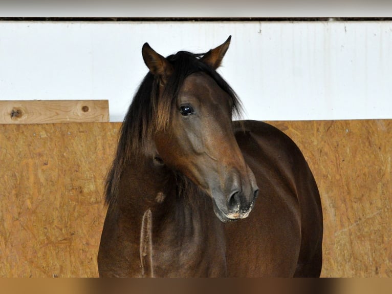 PRE Hengst 3 Jaar 164 cm Bruin in Waldhölzbach