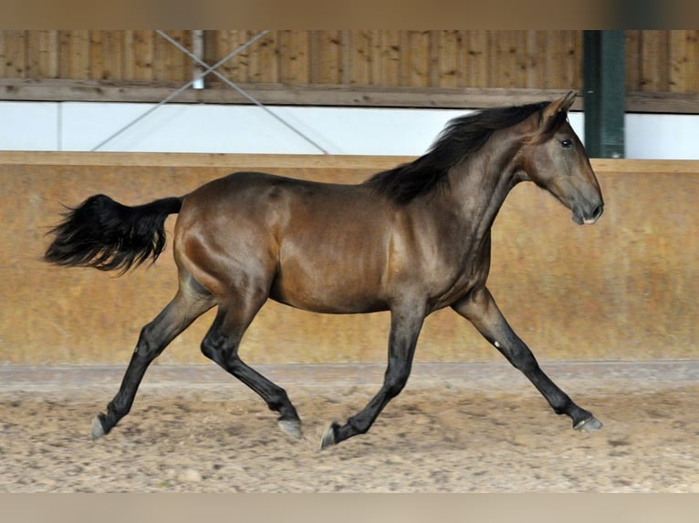 PRE Hengst 3 Jaar 164 cm Bruin in Waldhölzbach