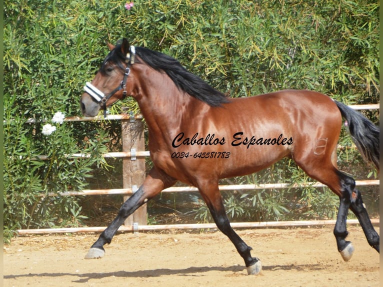 PRE Hengst 3 Jaar 164 cm Bruin in Vejer de la Frontera