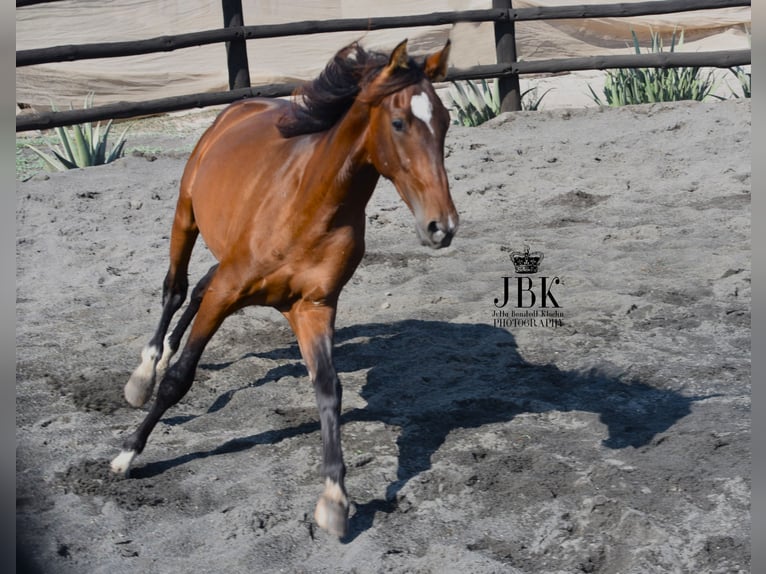 PRE Hengst 3 Jaar 164 cm Bruin in Tabernas Almeria