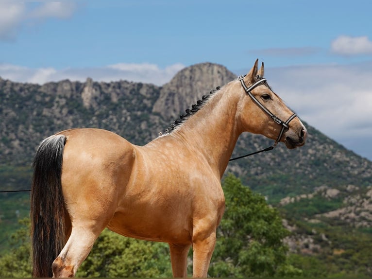 PRE Hengst 3 Jaar 164 cm Buckskin in Geldern