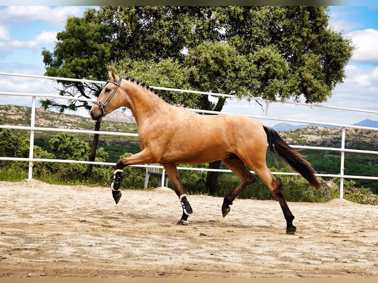 PRE Hengst 3 Jaar 164 cm Buckskin in Geldern