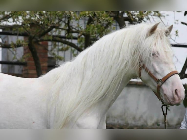 PRE Hengst 3 Jaar 164 cm Cremello in Colonia Rosal, La (Berga)