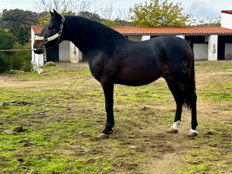 PRE Mix Hengst 3 Jaar 164 cm Donkerbruin in Mejorada