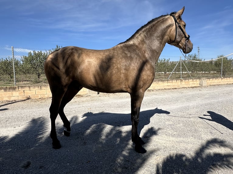 PRE Hengst 3 Jaar 164 cm Falbe in Valderrubio