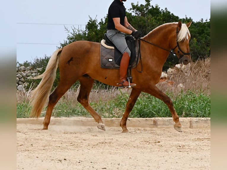 PRE Mix Hengst 3 Jaar 164 cm Palomino in Menorca