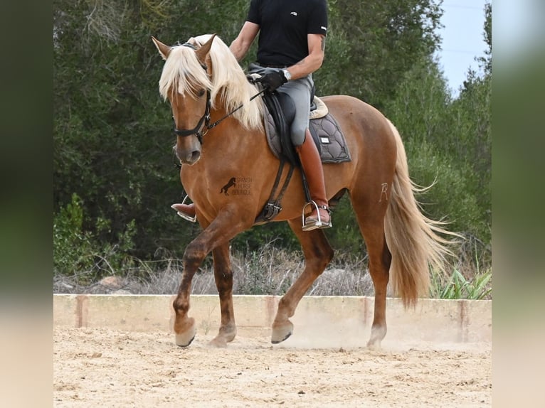 PRE Mix Hengst 3 Jaar 164 cm Palomino in Menorca