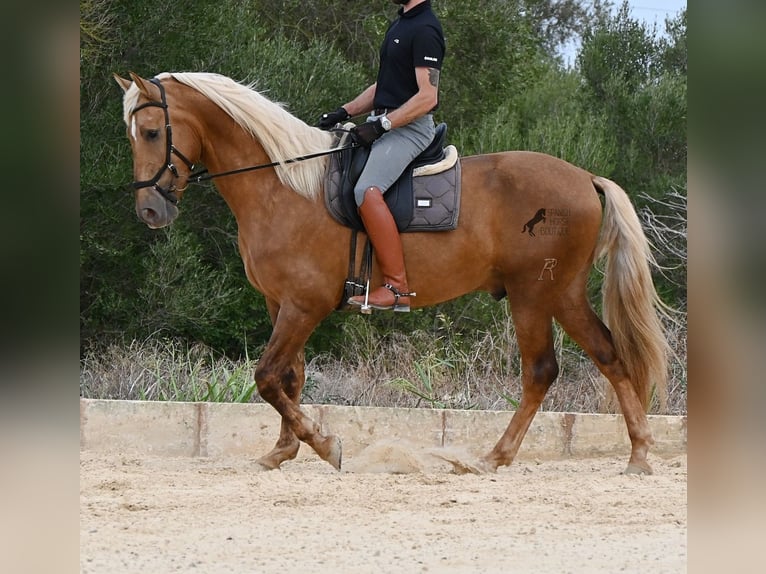 PRE Mix Hengst 3 Jaar 164 cm Palomino in Menorca