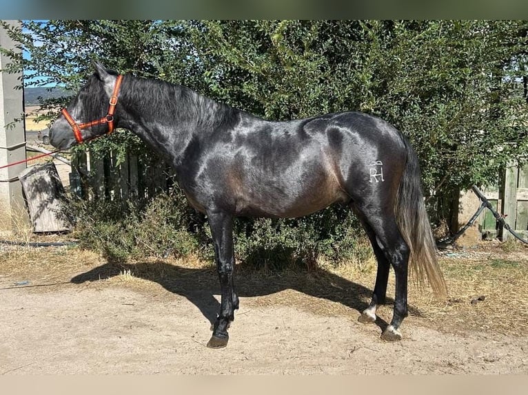 PRE Hengst 3 Jaar 164 cm Schimmel in Ávila