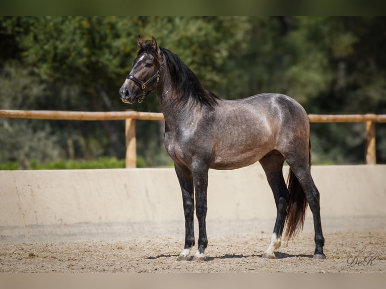 PRE Hengst 3 Jaar 164 cm Schimmel in Manacor