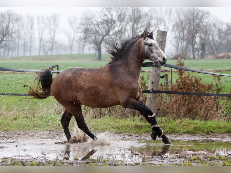 PRE Hengst 3 Jaar 164 cm Schimmel in Wremen