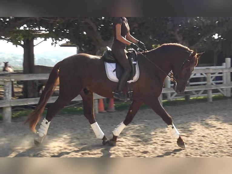 PRE Mix Hengst 3 Jaar 164 cm Vos in Barcelona