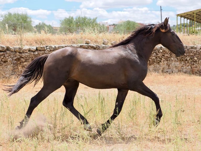 PRE Mix Hengst 3 Jaar 164 cm Zwart in Navas Del Madroño