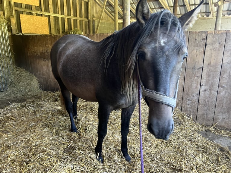 PRE Mix Hengst 3 Jaar 164 cm Zwartschimmel in Steinebach