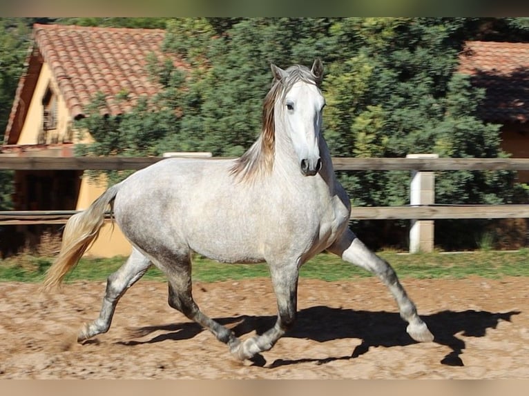 PRE Mix Hengst 3 Jaar 165 cm Appelschimmel in Sagunt/Sagunto