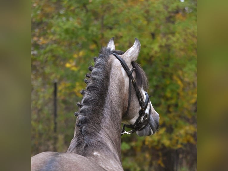 PRE Mix Hengst 3 Jaar 165 cm Blauwschimmel in Bussum