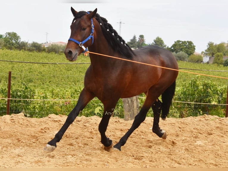PRE Hengst 3 Jaar 165 cm Bruin in Provinz Cordoba