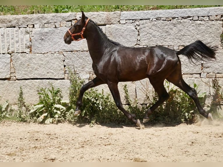 PRE Hengst 3 Jaar 165 cm Bruin in Vilamarín