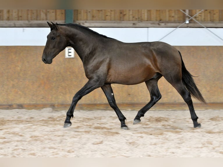 PRE Mix Hengst 3 Jaar 165 cm Bruin in Waldhölzbach