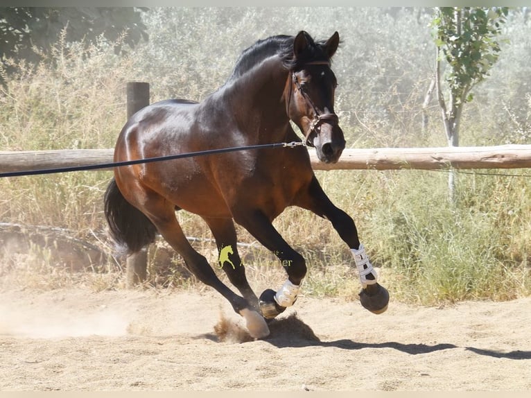 PRE Hengst 3 Jaar 165 cm Bruin in Provinz Granada