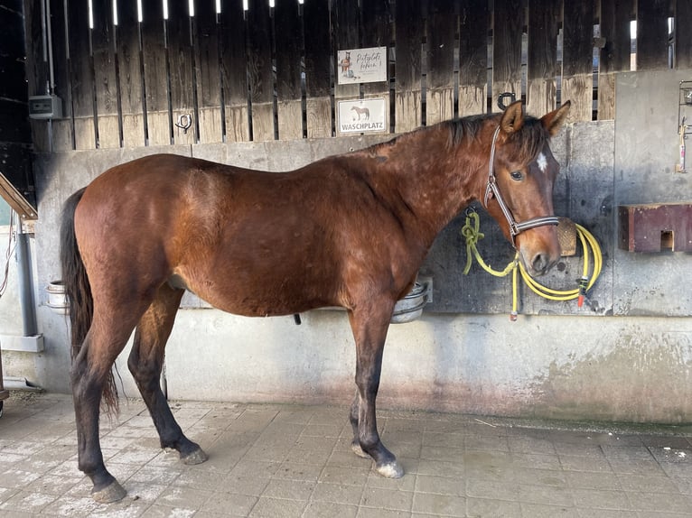 PRE Hengst 3 Jaar 165 cm Bruin in Kirchheim unter Teck
