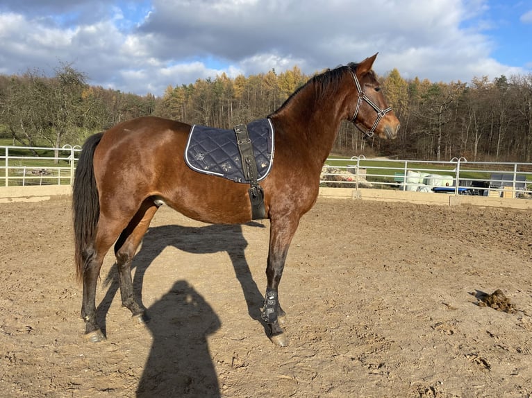 PRE Hengst 3 Jaar 165 cm Bruin in Kirchheim unter Teck